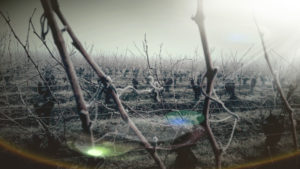 web4 - Domaine Luneau Papin