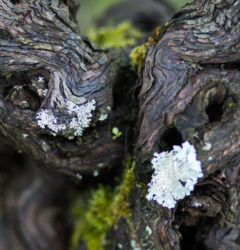 contact pied vigne - Domaine Luneau Papin