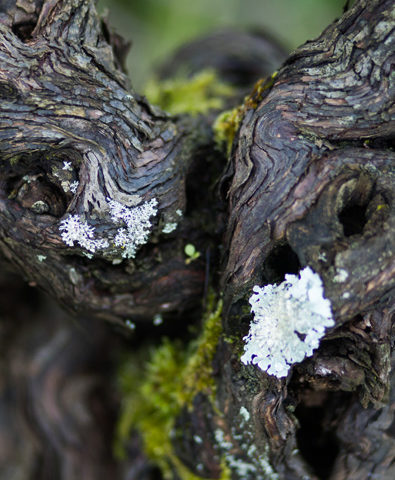 contact pied vigne - Domaine Luneau Papin