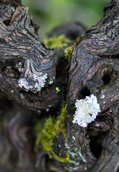 contact pied vigne - Domaine Luneau Papin