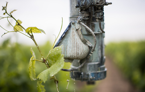 vigne arrosage 2 - Domaine Luneau Papin