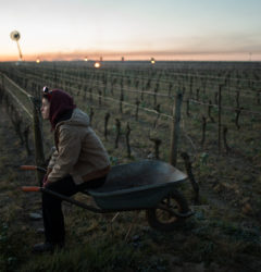 Gel2021 1 145 - Domaine Luneau Papin