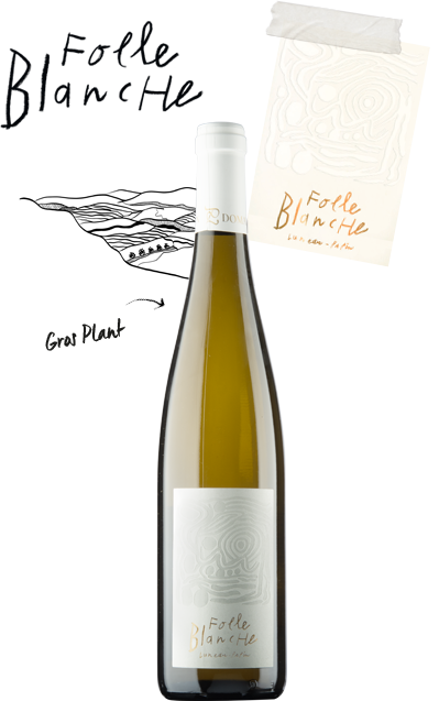 cuvee folle blanche - Domaine Luneau Papin