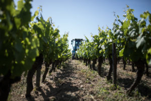 Pauline Theon pour le domaine Luneau Papin 61 - Domaine Luneau Papin