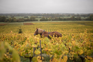 cheval 1 20 - Domaine Luneau Papin