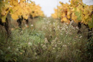 DOMAINE LUNEAU PAPIN BY PAULINE THEON 100 - Domaine Luneau Papin