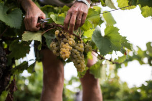 PAULINE THEON VENDANGES DOMAINE LUNEAU PAPIN 104 - Domaine Luneau Papin